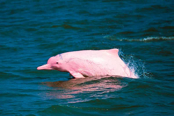 Tour to pink dolphins, snorkeling at Koh Tan, and pig island Koh Madsum by speedboat from Samui