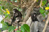 Angthong Marine Park thumbnail 2