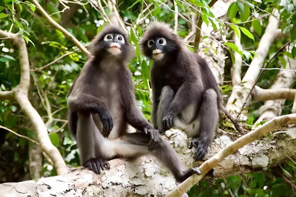 VIP Speedboat Tour to Ang Thong from Samui view 4