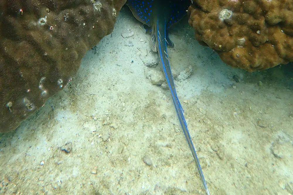 Scuba diving Koh Tao from Koh Samui - best dive sites