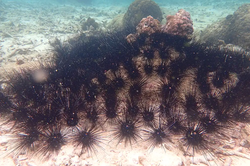 Scuba diving Koh Tao - coral reef