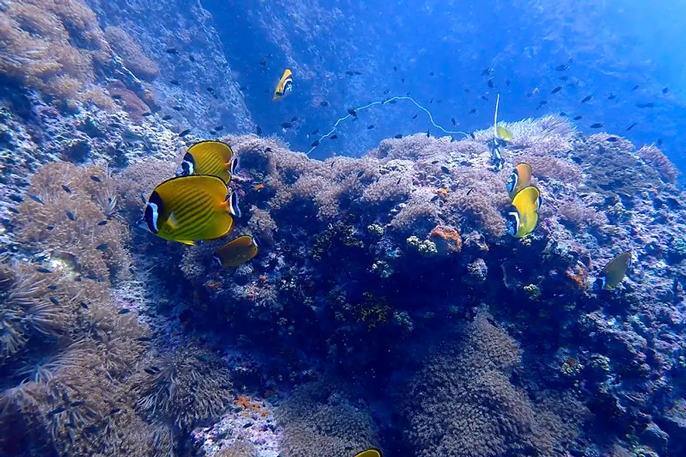 Scuba diving Sail Rock - fish and corals of the Gulf of Thailand