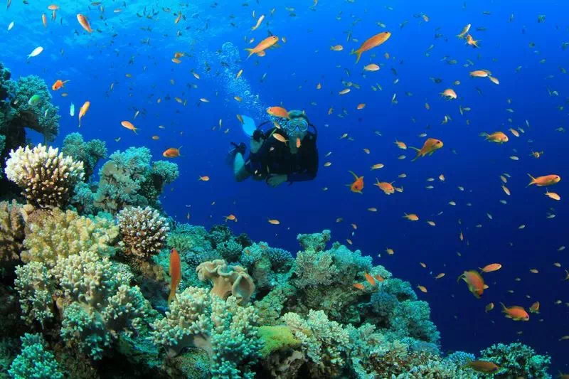 Diving on Koh Samui and Koh Tao view 3