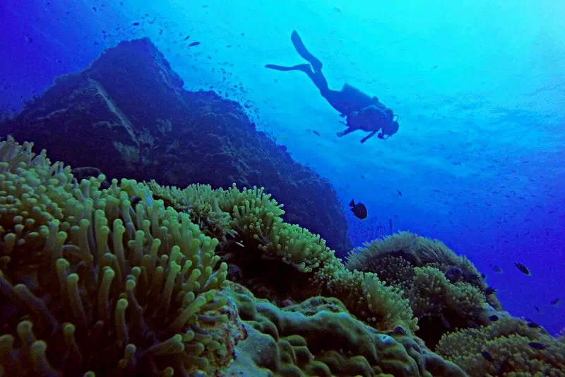 Diving on Koh Samui and Koh Tao view 6