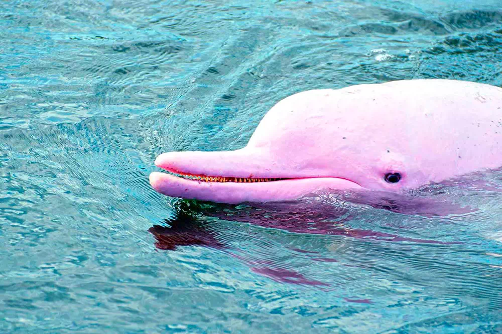 Pink dolphins tour, snorkeling at Koh Tan and Pig Island Koh Madsum view 1