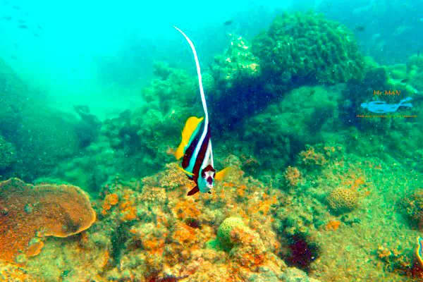 Pink dolphins tour, snorkeling at Koh Tan and Pig Island Koh Madsum view 3