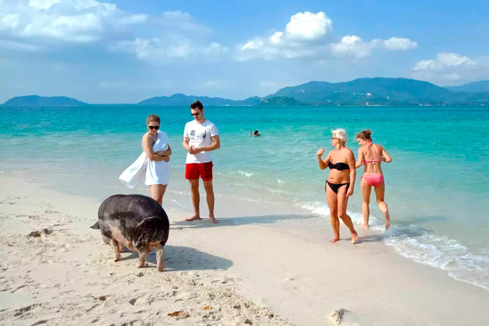 Pink dolphins tour, snorkeling at Koh Tan and Pig Island Koh Madsum view 4