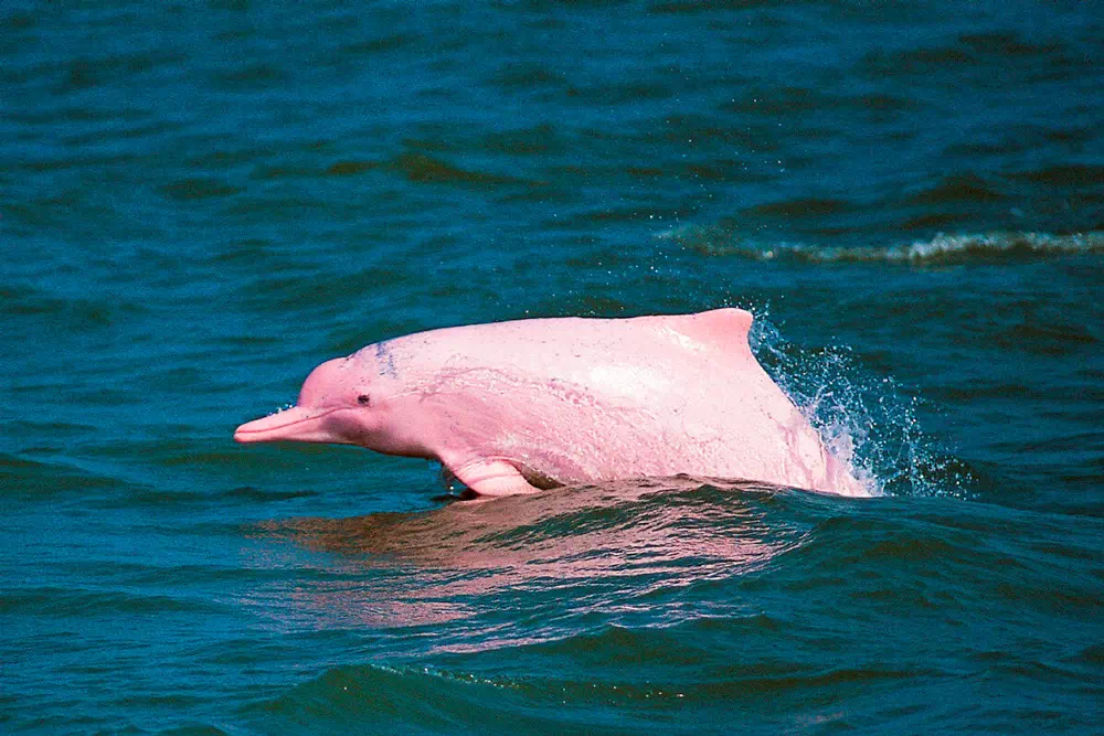 Pink dolphins tour, snorkeling at Koh Tan and Pig Island Koh Madsum view 10