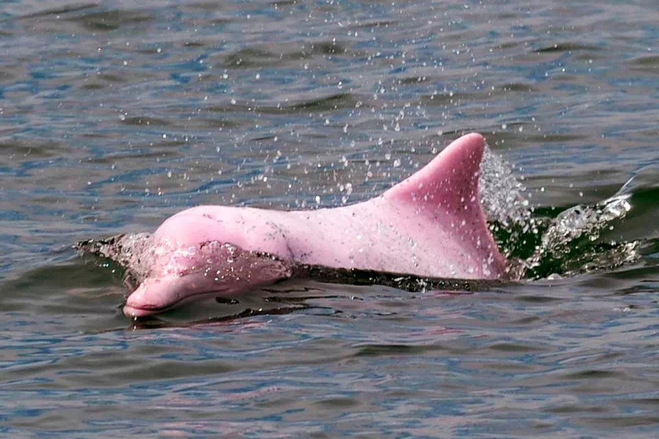 Pink dolphins tour, snorkeling at Koh Tan and Pig Island Koh Madsum view 17