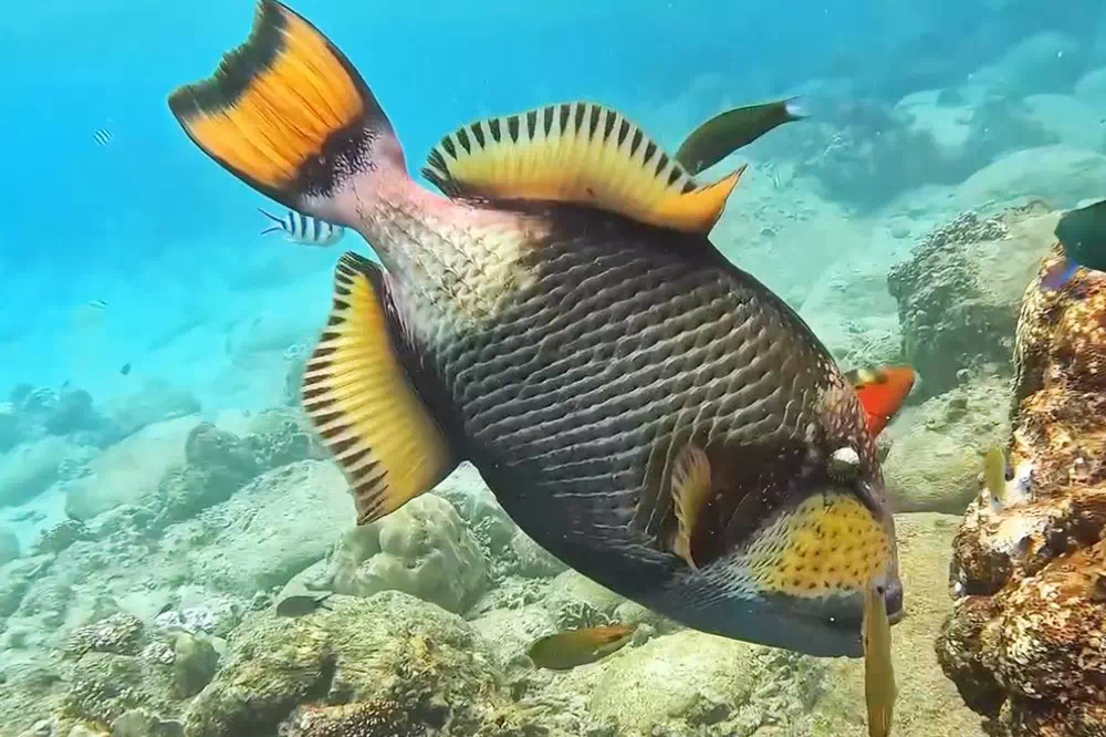 Koh Tao & Koh Nang Yuan image 9