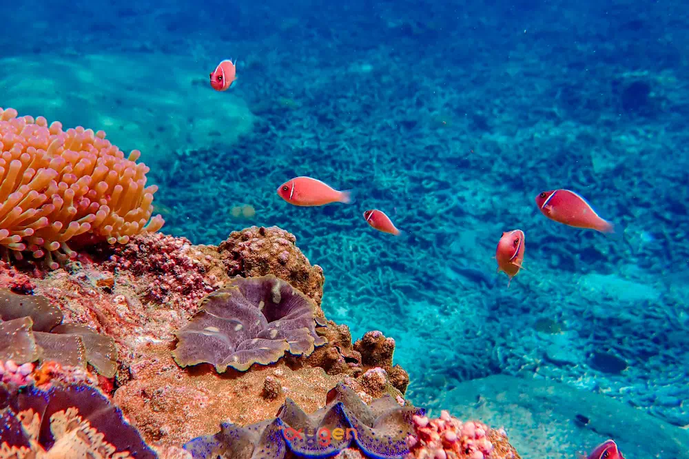 Koh Tao & Koh Nang Yuan image 11