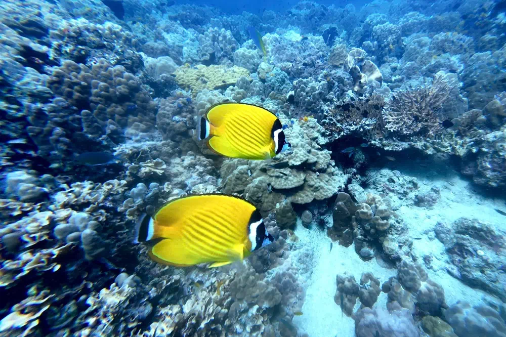 Koh Tao & Koh Nang Yuan image 13