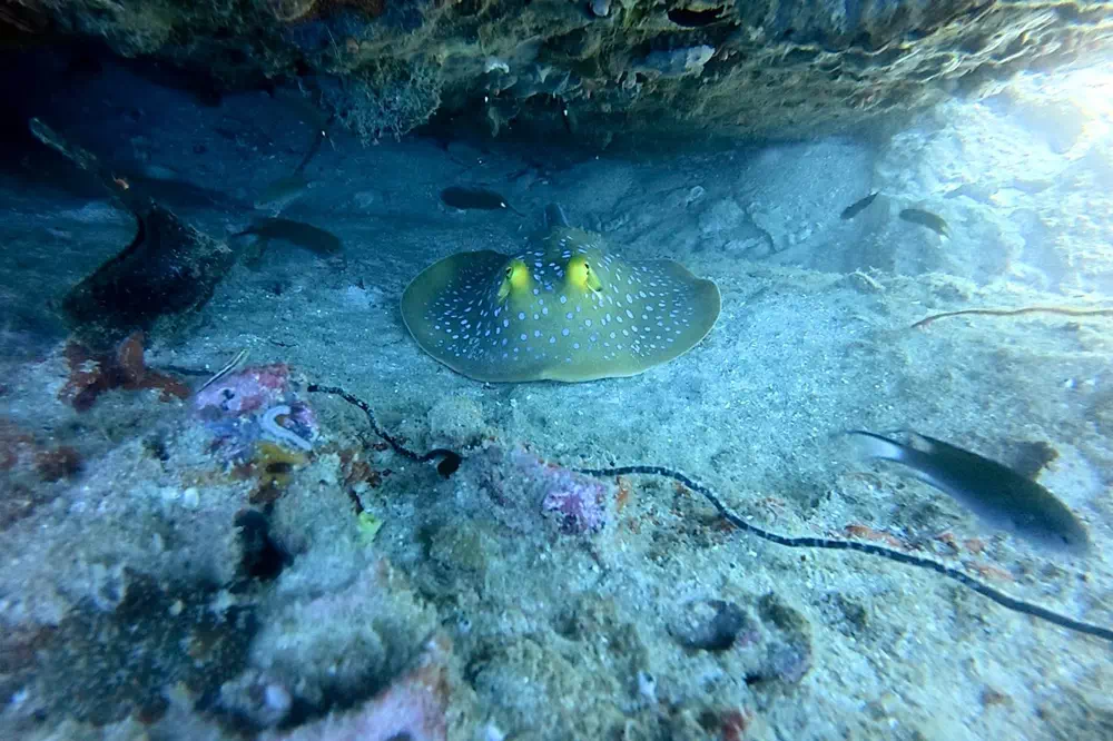Koh Tao & Koh Nang Yuan image 14
