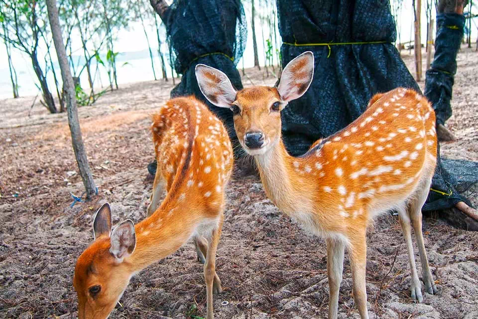 Private Long-tail Boat to Koh Tan Koh Madsum Koh Rap view 5