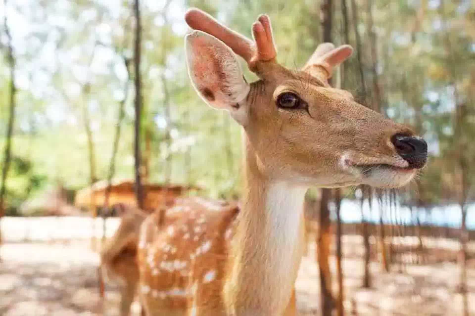 Private VIP Long-tail Boat to Koh Tan Koh Madsum Koh Rap view 10