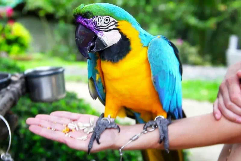 Paradise Park farm Koh Samui view 1