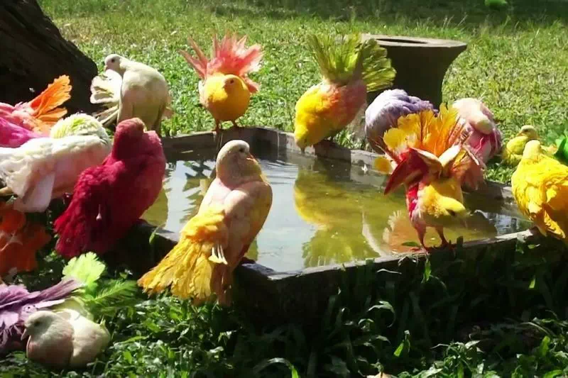 Paradise Park farm Koh Samui view 2