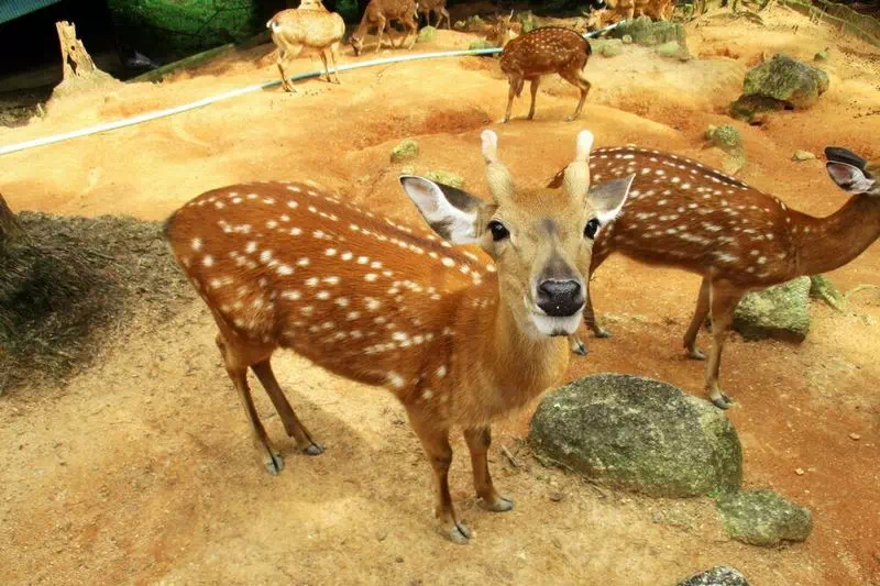 Paradise Park farm Koh Samui view 5