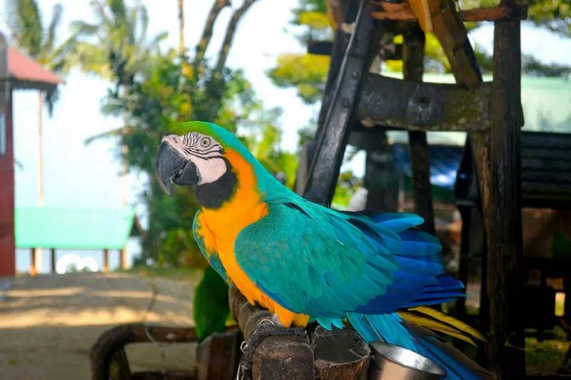 Paradise Park farm Koh Samui view 6