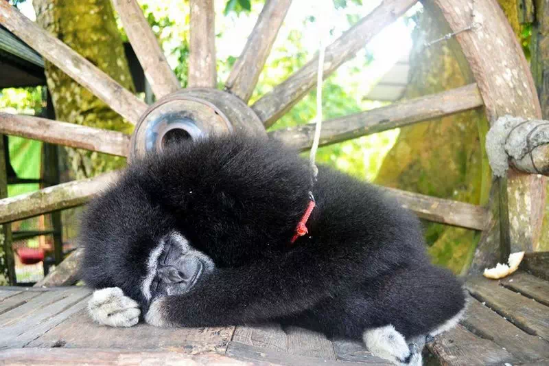 Paradise Park farm Koh Samui view 7