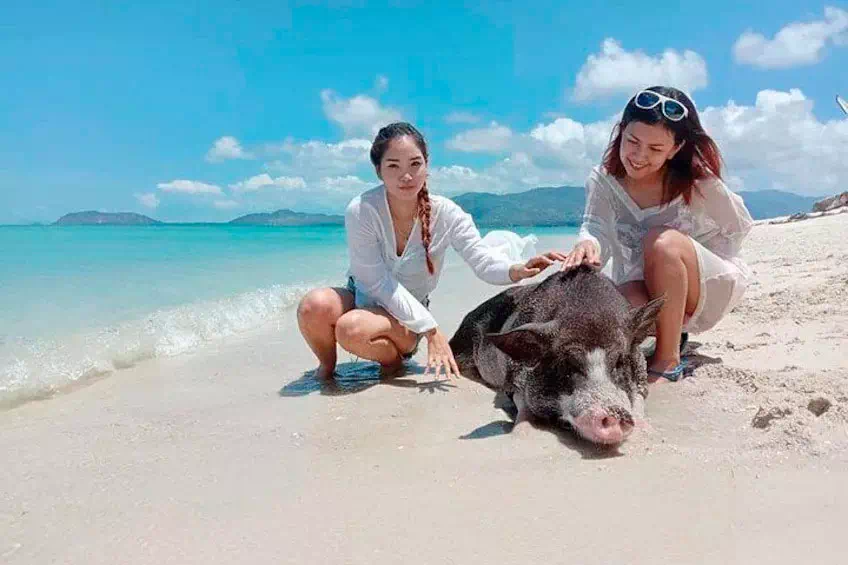 Pig Island Koh Samui view 1