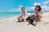 Pig Island Koh Madsum thumb 1