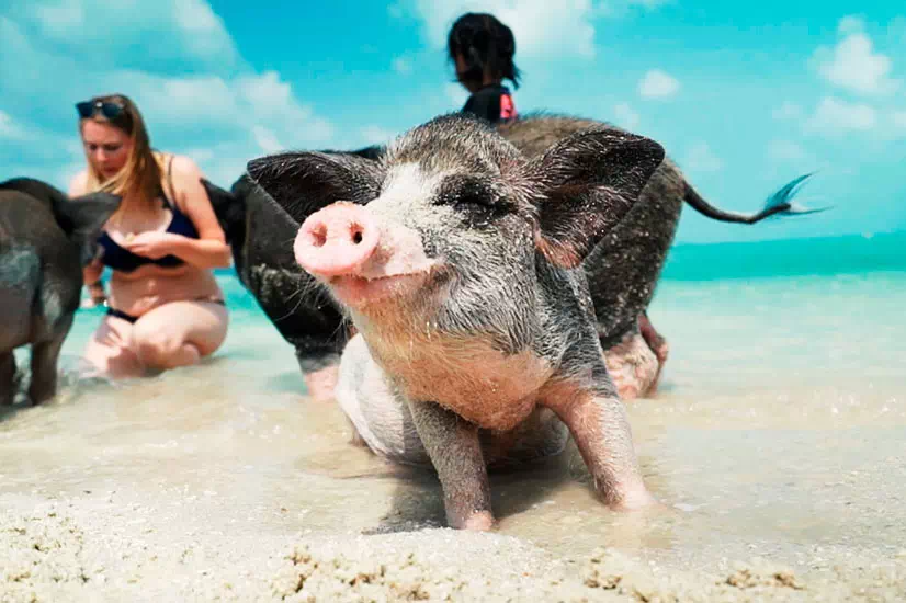 Pig Island Koh Madsum view 2