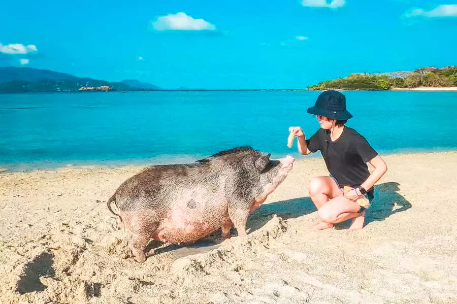 Pig Island Koh Madsum view 5