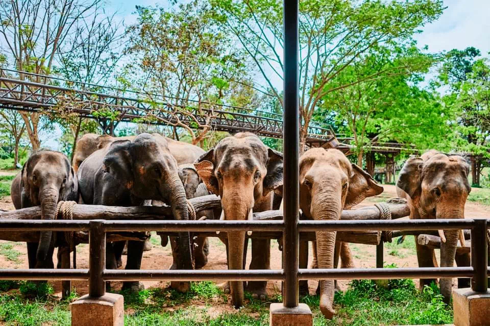 Samui Elephant Kingdom view 2