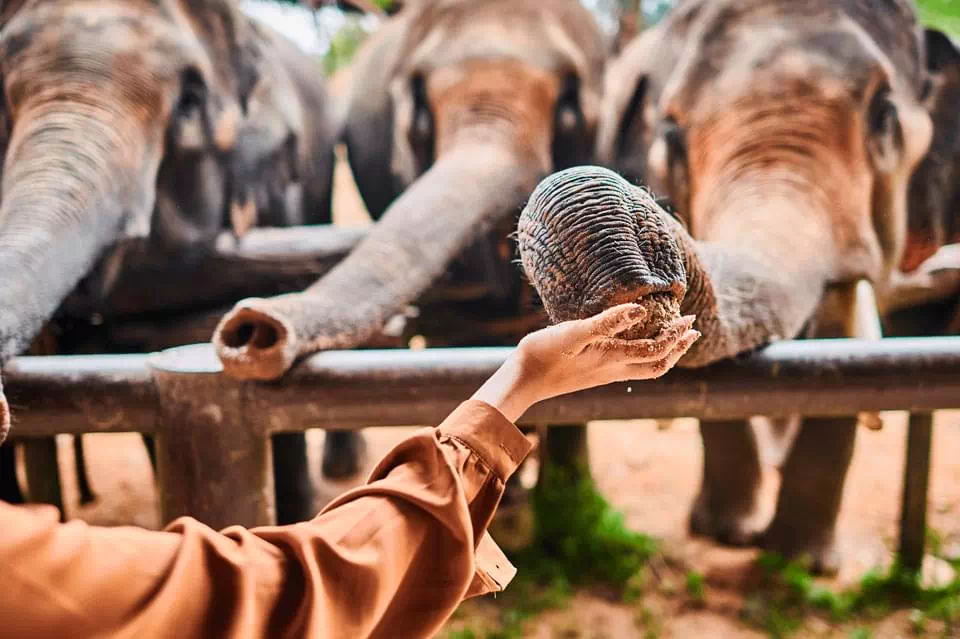 Samui Elephant Kingdom view 4