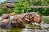 Samui Elephant Kingdom thumb 14