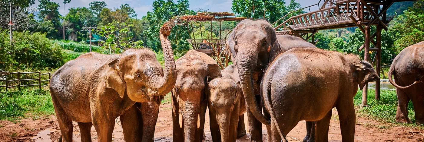 elephants on koh samui