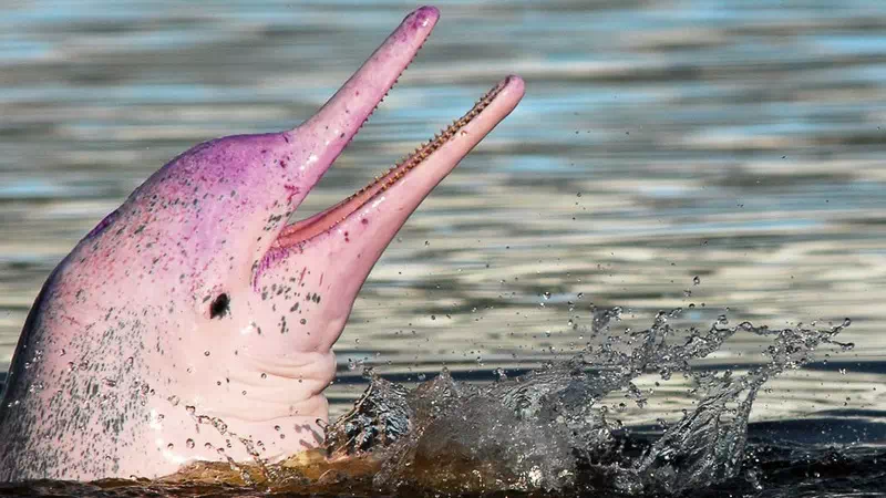 Sealux 30 Speedboat Koh Samui view 8