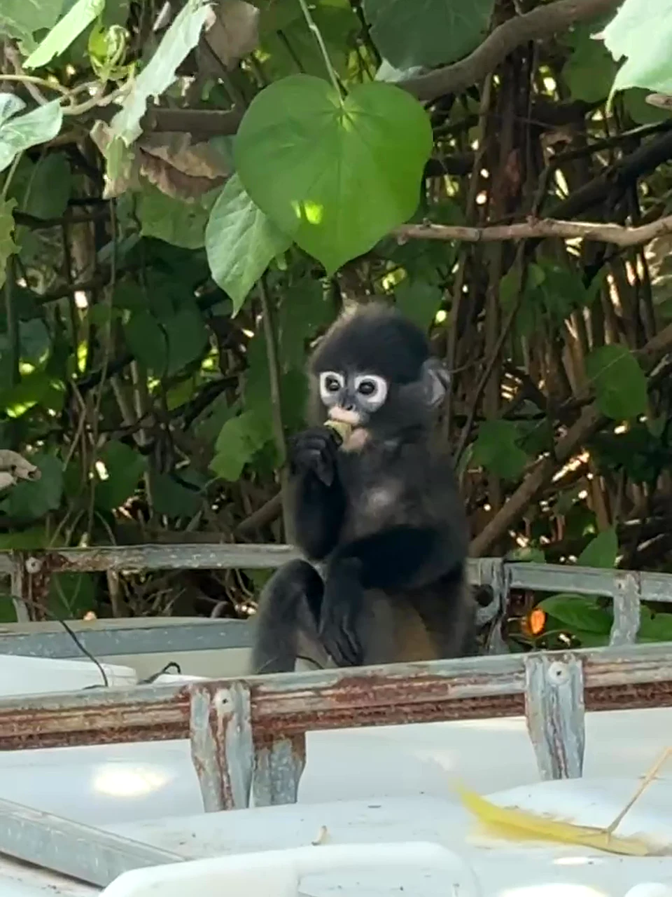 Dusky langurs