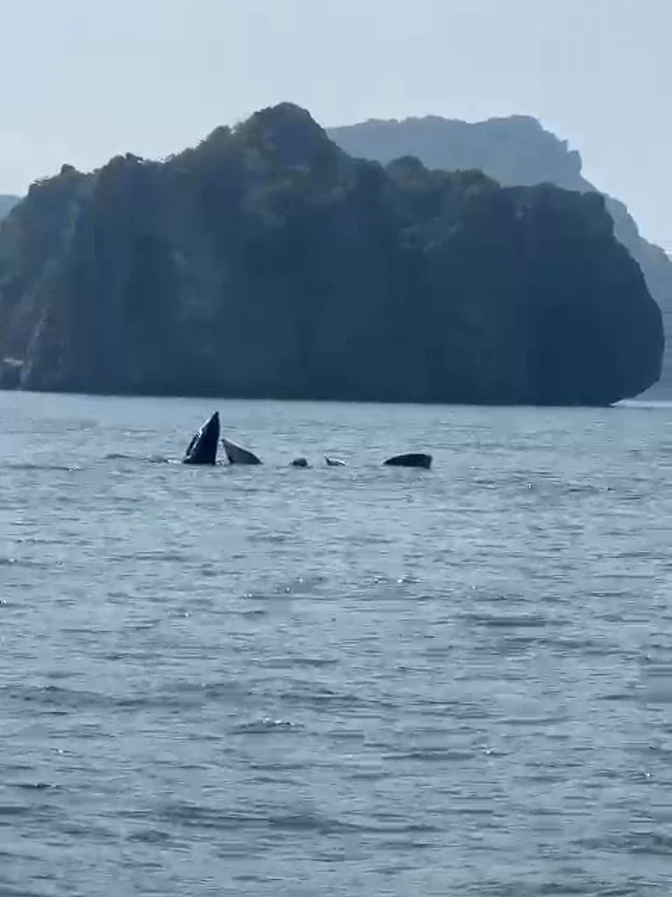 Bryde's whales