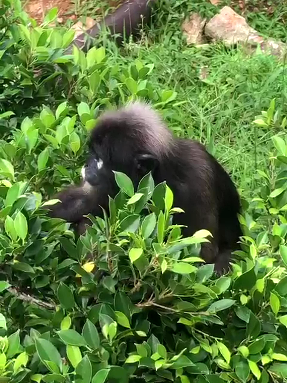 Langurs Angthong