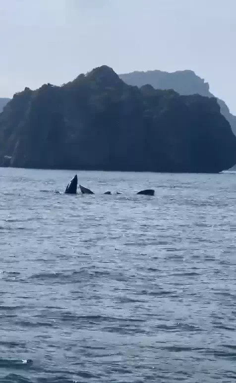 Bryde's Whales in Angthong
