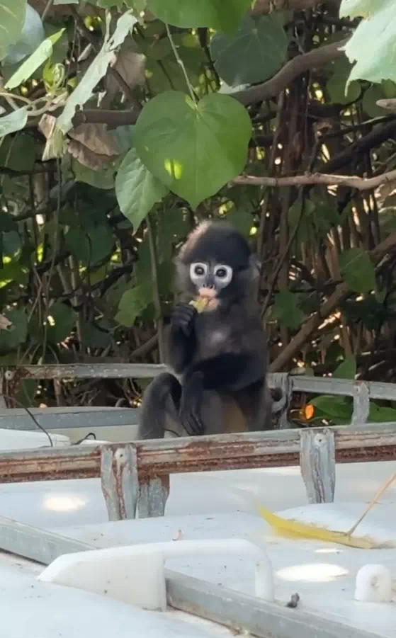 Long-tailed Macaques in Angthong