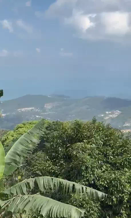 Jeeps in Koh Samui jungle